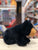 Douglas Charlie Soft Black Bear Plush 9"