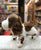 Douglas Flair Springer Spaniel Dog Plush 8"