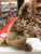 Gund Jirra Kangaroo Brown Plush