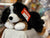 Gund Randle Bernese Mountain Dog Plush 13”