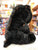 Ty Beanie Boo Medium Kodi Black Bear Plush 13"