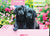 Eurographics Black Labs In Pink Box Puzzle  500 Pcs