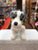 Douglas Steward Australian Shepherd Plush 8"