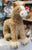 Gund Dakota Tan Horse Plush 15”