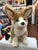 Douglas Sly Fennec Fox Plush 11"