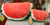 Jellycat Watermelon Plush 6” and 15”