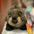 Folkmanis River Otter Hand Puppet 20”