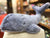 Jellycat Large Wilbur Whale Plush 18"