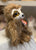 Ty Beanie Boo Sully Sloth Plush 6”