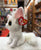 Ty Beanie Boo Phoenix White Fox Plush 6"