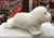Douglas Sprinkles White Seal Plush 9" long