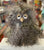 Jellycat Orlando Owl Plush 11”