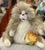 Folkmanis Fluffy Cat Hand Puppet 12”