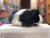 Douglas Angora Black and White Guinea Pig Plush 8"