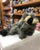 Folkmanis Raccoon Puppet 10”