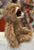 Ty Beanie Boo Medium Sully  Sloth Plush 13”