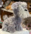 Gund Bentley Wire Hair Terrier Plush 11.5”