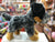 Douglas Dexter Australian Cattle Dog Plush 10"