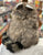 Folkmanis Racoon Hand Puppet 13”