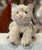 Gund Bootsie Tan Cat Plush 11”