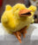Folkmanis Duckling Puppet 9”
