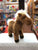 Douglas Mr. Brown Chestnut Horse Plush 8"