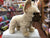 Douglas Napoleon French Bulldog Dog Plush 10"