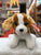 Ty Original Beanie Babies Barker Brown and White Dog Plush 8"