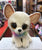 Ty Beanie Boo Medium Chewey Tan Chihuahua Plush 13"