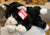 Gund Sebastian Tuxedo Cat Plush 14”