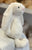 Jellycat Bashful Cream Bunny Plush 7”