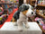 Douglas Steward Australian Shepherd Plush 8"